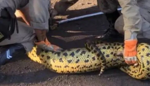 Cobra Sucuri de 4 m é captura após devorar cachorro dentro de uma empresa