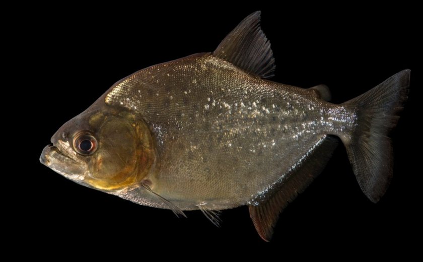 Banhista é atacado por peixe carnívoro em Pão de Açúcar