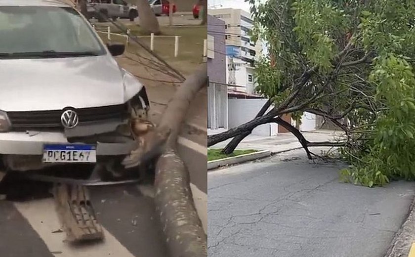 Ventania em Maceió derruba coqueiro, atinge carro em movimento e árvores interditam ruas
