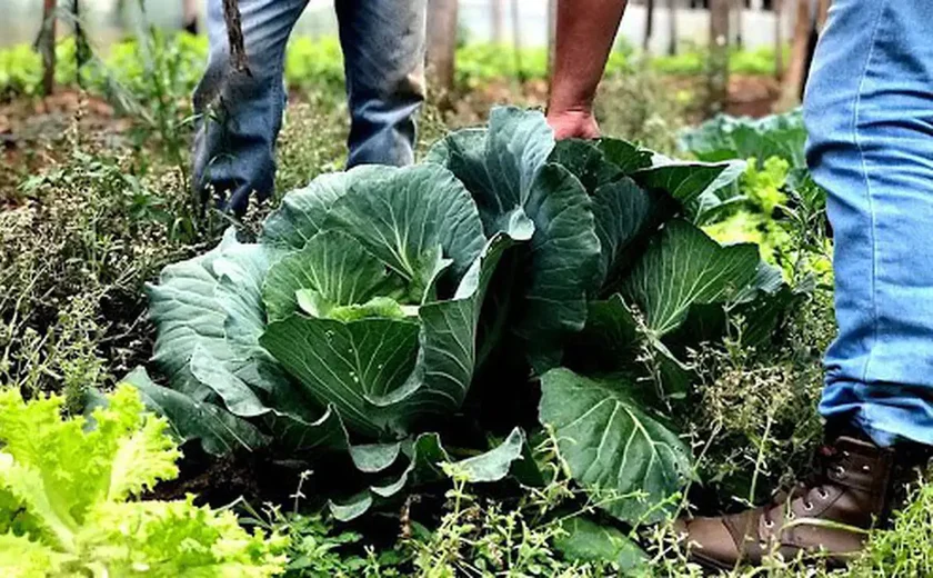Agricultura familiar receberá R$ 60 milhões para produção de bioinsumo