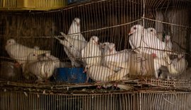 Fiscais notificam comerciantes por maus-tratos contra animais no Mercado da Produção