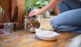 Cães e gatos de rua podem circular em áreas comuns do condomínio?