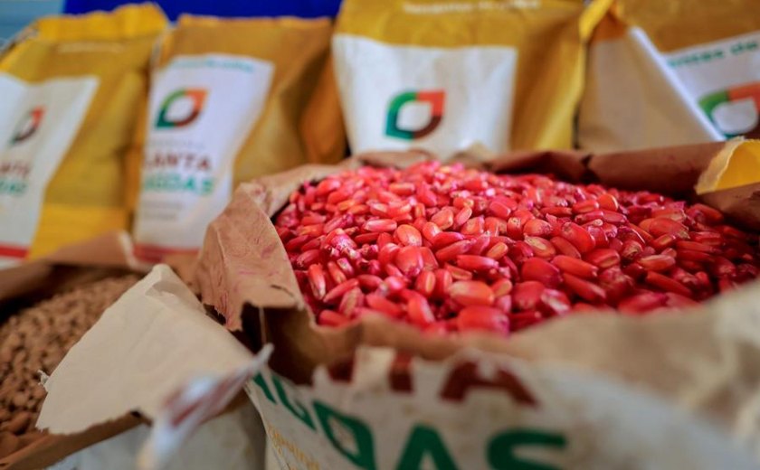 Planta Alagoas distribui 400 toneladas de sementes de milho em 2025 e beneficia 45 mil agricultores familiares