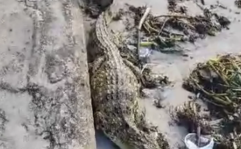 Jacaré é capturado na faixa de areia da Praia de Ponta Verde