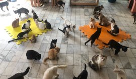 Adolescente de 16 anos realiza campanha para manter abrigo de proteção animal funcionando