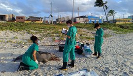 Golfinho encontrado morto na Praia da Avenida é o sexto em menos de 15 dias