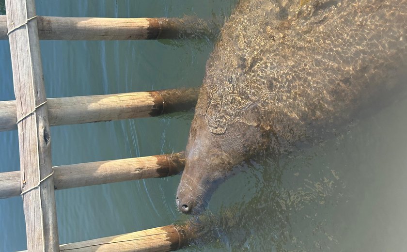 Nasce filhote de peixe-boi no Rio Tatuamunha, em Porto de Pedras