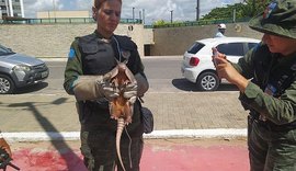 Tatu-bola é encontrado dentro de contêiner na orla de Jacarecica