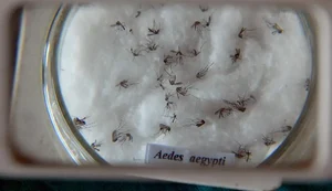 Casos de dengue no Brasil aumentam 15,8% em 2023