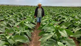 Preço do fumo renova esperança dos produtores do Agreste de Alagoas