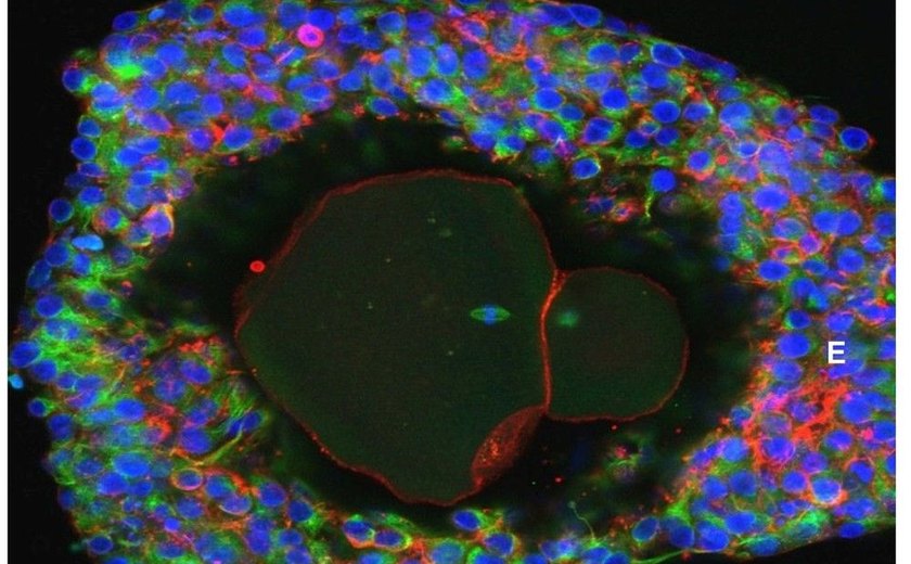 Cientistas desenvolvem óvulos humanos em laboratório até a maturidade