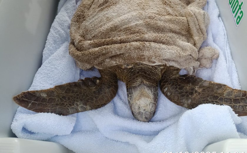 Duas tartarugas são encontradas encalhadas no litoral de Alagoas