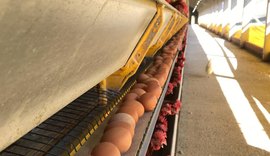 Aves bem nutridas produzem ovos de qualidade