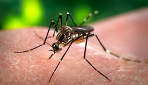Cresce o número de casos de infestação do Aedes aegypti em Maceió