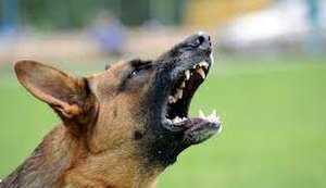Homem morre ao ser atacado por cães