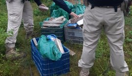PRF e Deic prendem quatro pessoas e apreendem 165 kg de maconha em fiscalizações