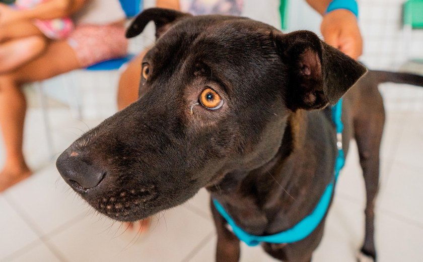 Secdef promove Feira de Adoção de Animais na Ponta Verde