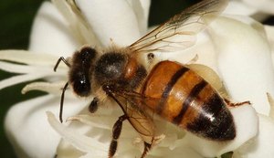 Ibama restringe uso de agrotóxicos à base de tiametoxam prejudiacial a abelhas