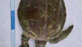 Tartaruga verde é resgatada em estado delicado na Praia do Francês