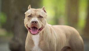 Assembleia Legislativa vai discutir posse e circulação de cães considerados agressivos
