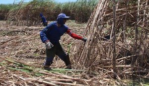 Brasil recorre à OMC por causa de subsídio da Índia ao açúcar