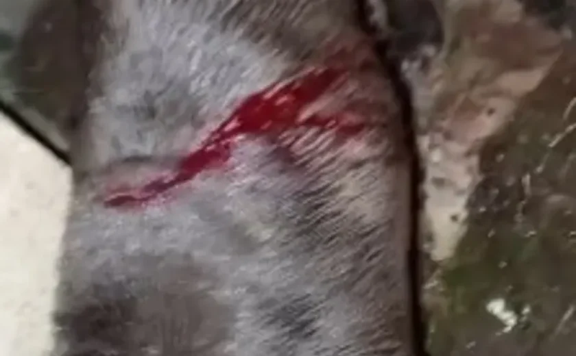 Cadela pit-bull é atacada com facão em Arapiraca; caso é investigado como maus-tratos