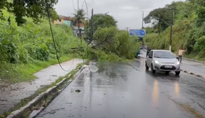 Chuvas causam queda de árvore na Leste-Oeste