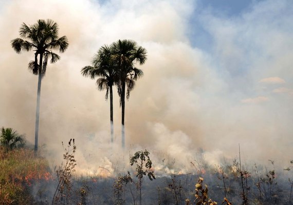 Em dois anos, cerrado perdeu o equivalente a três vezes a área do DF