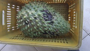 Agricultora colhe graviola gigante em Arapiraca