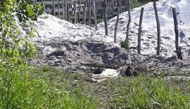 Corpos são encontrados enterrados em Maragogi, no litoral norte de Alagoas