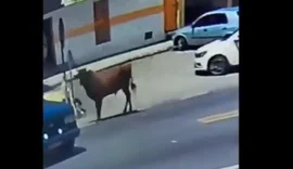 Mulher é atacada por boi em Satuba e fica com ferimentos na cabeça e braços