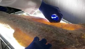 Nem todo peixe salgado é bacalhau