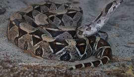 IMA alerta: como agir em caso de picadas de serpentes e o que fazer ao encontrar esses animais