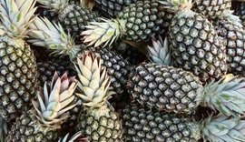 Abacaxi produzido em Arapiraca é exportado para a Argentina