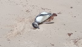 Pinguim é encontrado encalhado na Barra de Santo Antônio, Litoral Norte de Alagoas
