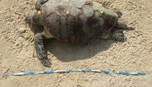 Biota registra 13 mortes de tartarugas e 15 desovas só hoje em Alagoas