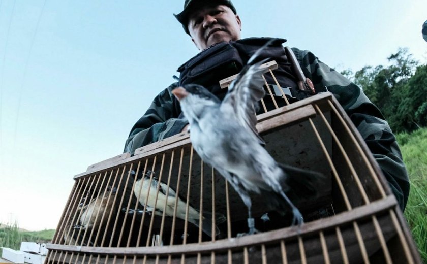 FPI do Rio São Francisco devolve dezenas de pássaros à natureza