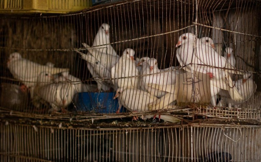 Fiscais notificam comerciantes por maus-tratos contra animais no Mercado da Produção