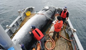 Japão deixa comissão que protege baleias e anuncia volta da caça comercial