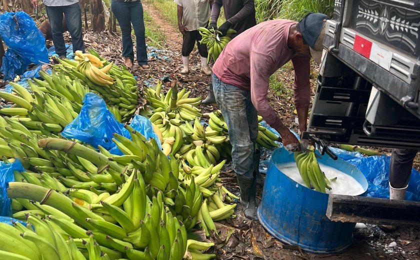 Adeal fiscaliza combate à Sigatoka Negra em bananicultores de Porto Calvo