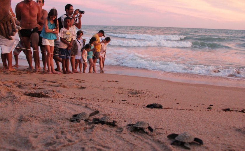 Alagoas registra mais de 36 mil nascimentos de tartarugas em 6 anos