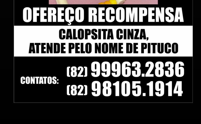 Desespero por Pituco: calopsita desaparece e tutora faz apelo emocionante por ajuda