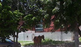 Grupo orienta moradores sobre retirada de animais em simulado