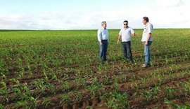 Produtor de Sergipe investe na plantação de milho em Alagoas