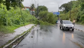 Chuvas causam queda de árvore na Leste-Oeste