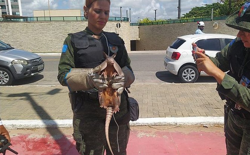 Tatu-bola é encontrado dentro de contêiner na orla de Jacarecica