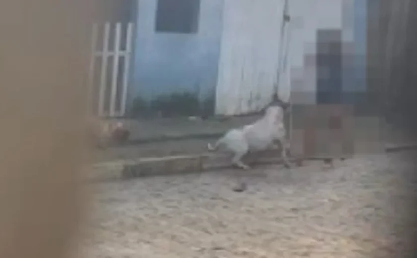 Pitbull mata cachorro em rua de Arapiraca e causa revolta de moradora