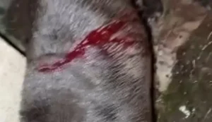Cadela pit-bull é atacada com facão em Arapiraca; caso é investigado como maus-tratos