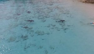 Drone flagra criança mergulhando com quatro tubarões; assista