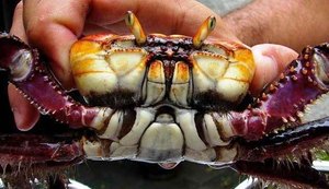 Começa hoje a vai até dia 8 o período de defeso do caranguejo-uçá